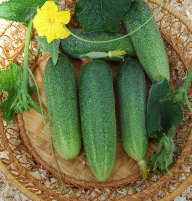 What's the Secret to the Yield of Cucumber