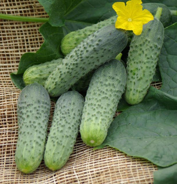 What's the Secret to the Yield of Cucumber