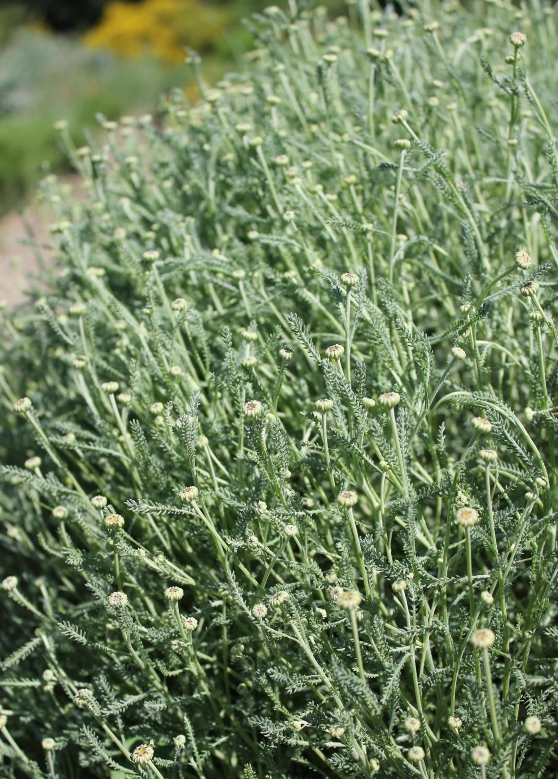 The Unique Charm of Lavender, Rosemary and Many Others