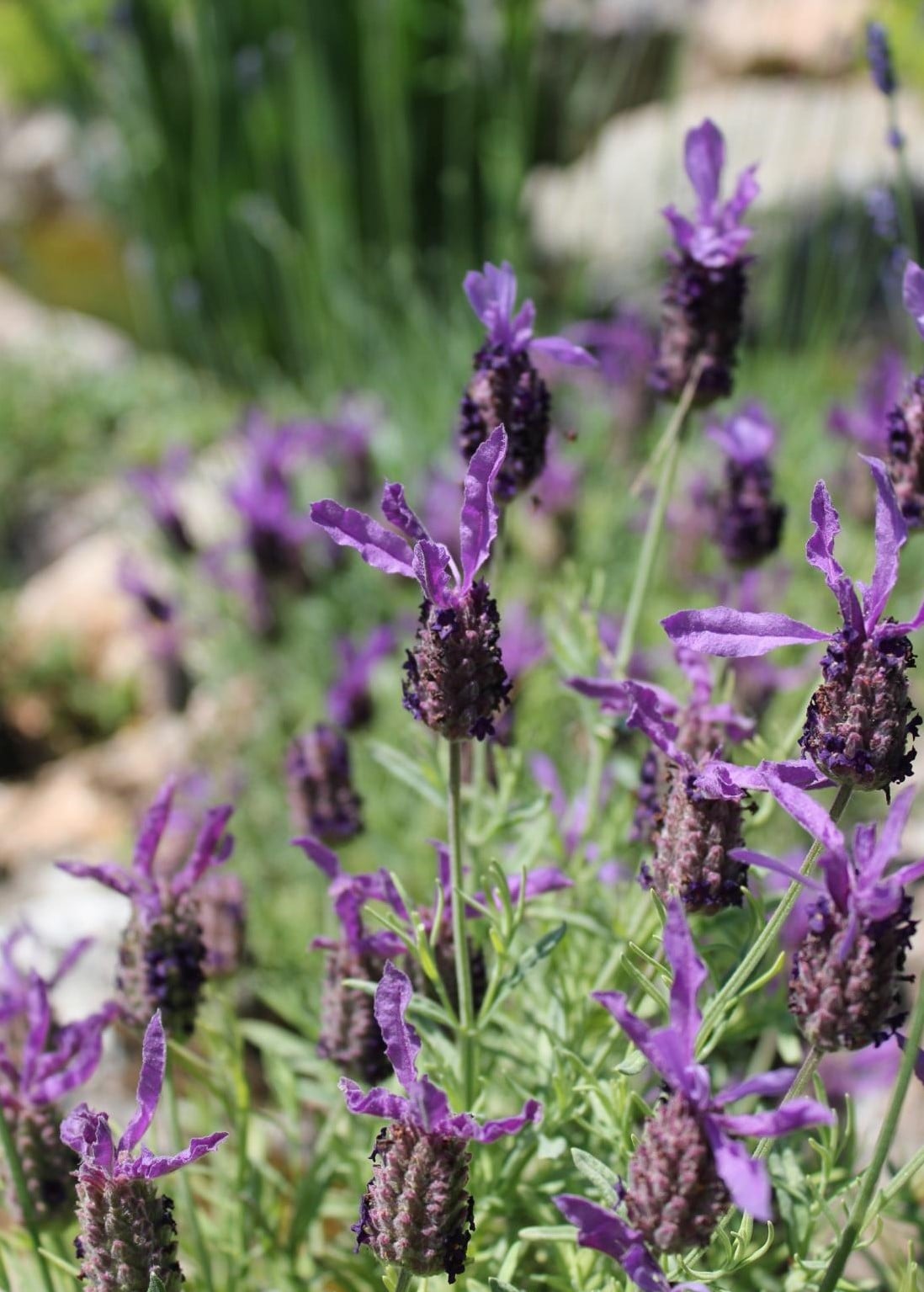 The Unique Charm of Lavender, Rosemary and Many Others