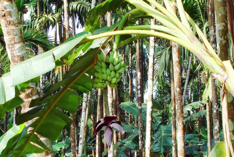 Banana — Perhaps the Most Exotic Houseplant
