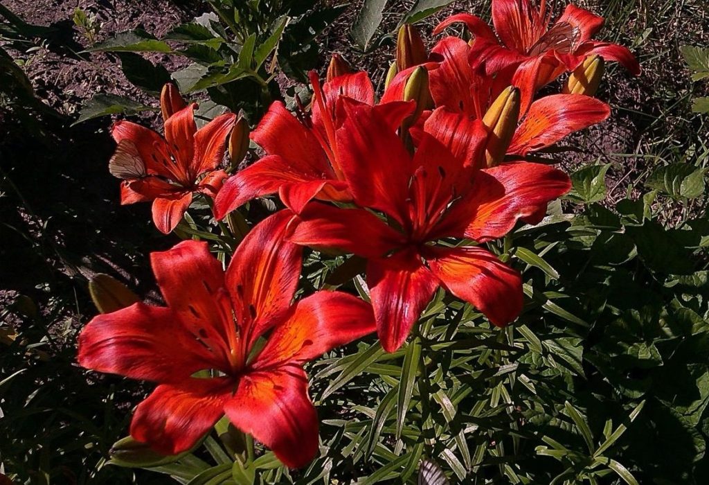 Blooming Lilys as Decoration for Flower Beds