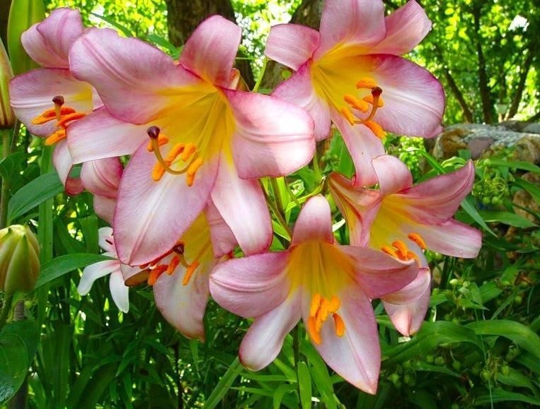 Blooming Lilys as Decoration for Flower Beds