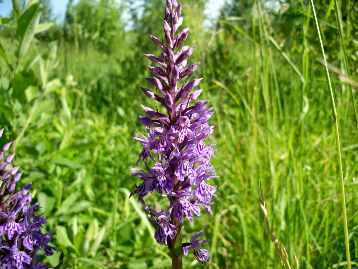 Orchis - Wild Orchid of Northern Latitudes