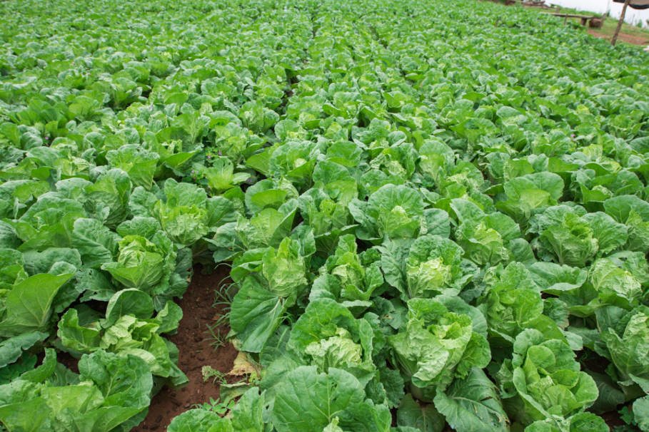 Nappa Cabbage Features of Varieties and Cultivation