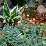 10 Ideal Plants for Semi-Shaded Rockery