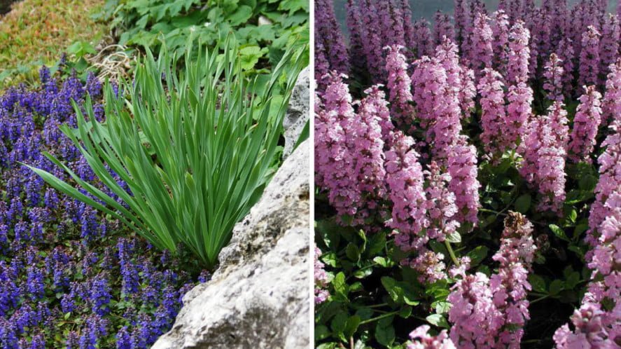 10 Ideal Plants for Semi-Shaded Rockery