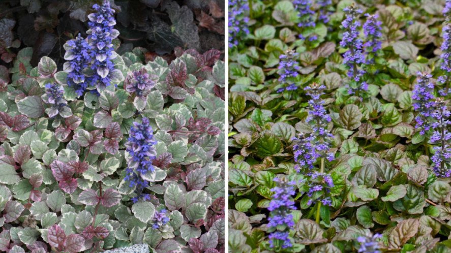 10 Ideal Plants for Semi-Shaded Rockery