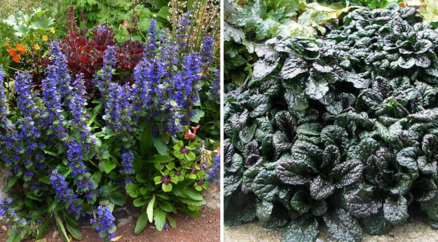 10 Ideal Plants for Semi-Shaded Rockery