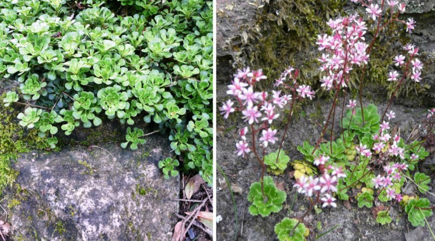 10 Ideal Plants for Semi-Shaded Rockery