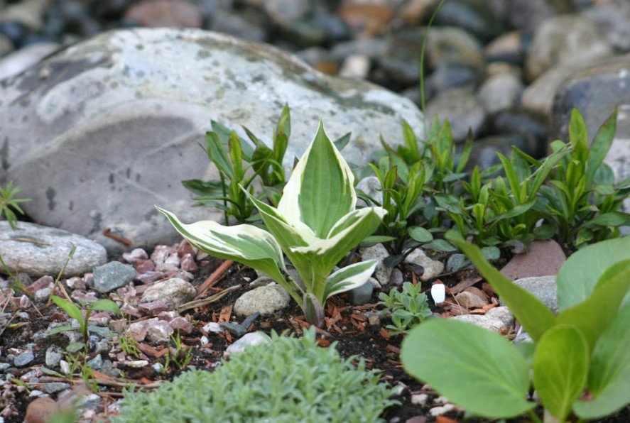 10 Ideal Plants for Semi-Shaded Rockery