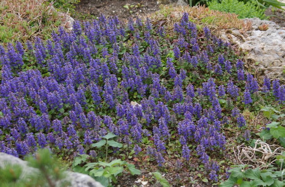 10 Ideal Plants for Semi-Shaded Rockery