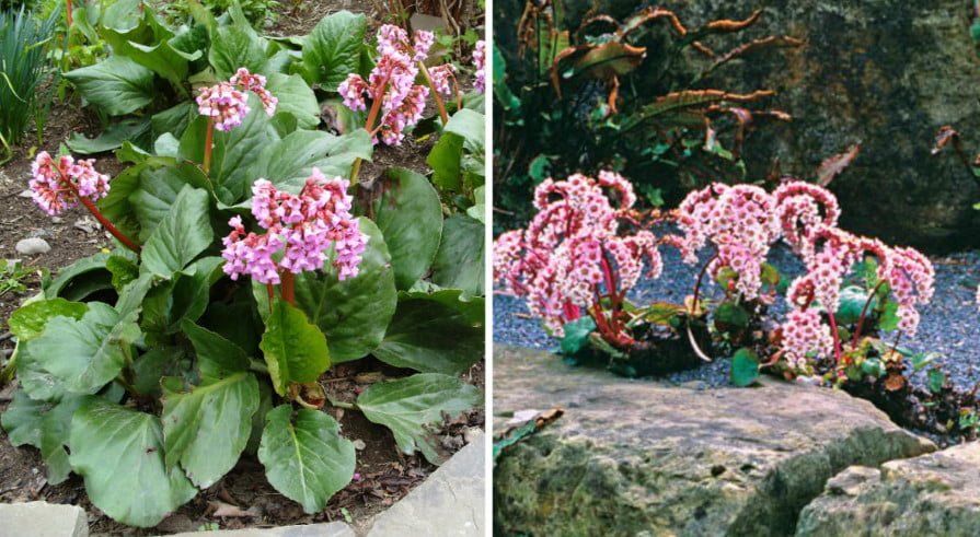 10 Ideal Plants for Semi-Shaded Rockery