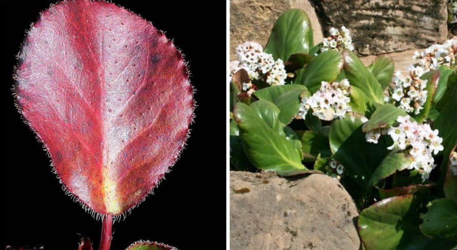 10 Ideal Plants for Semi-Shaded Rockery