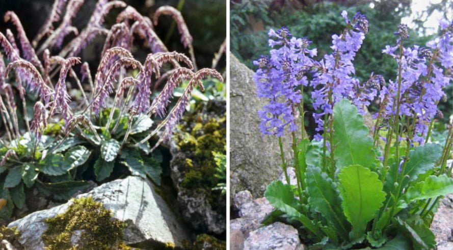 10 Ideal Plants for Semi-Shaded Rockery