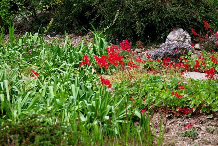 10 Ideal Plants for Semi-Shaded Rockery