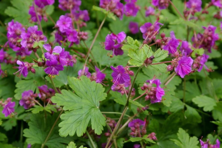 10 Ideal Plants for Semi-Shaded Rockery