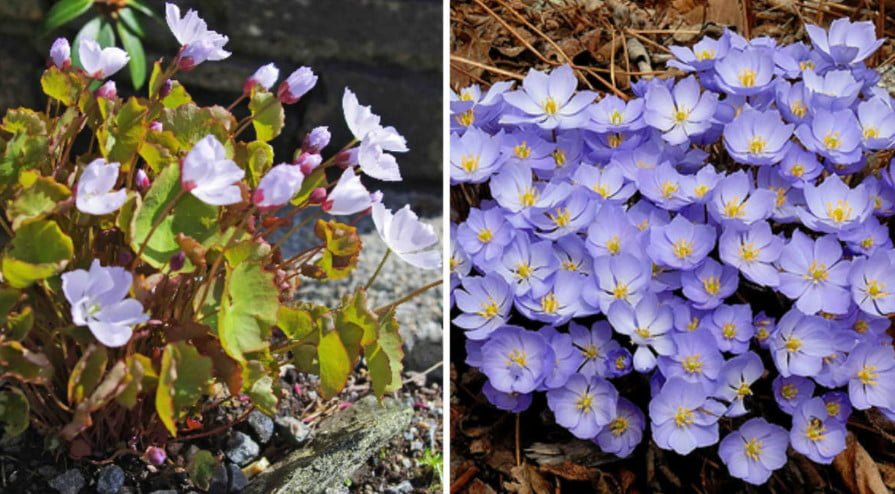 10 Ideal Plants for Semi-Shaded Rockery