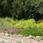 10 Plants for Dry Areas
