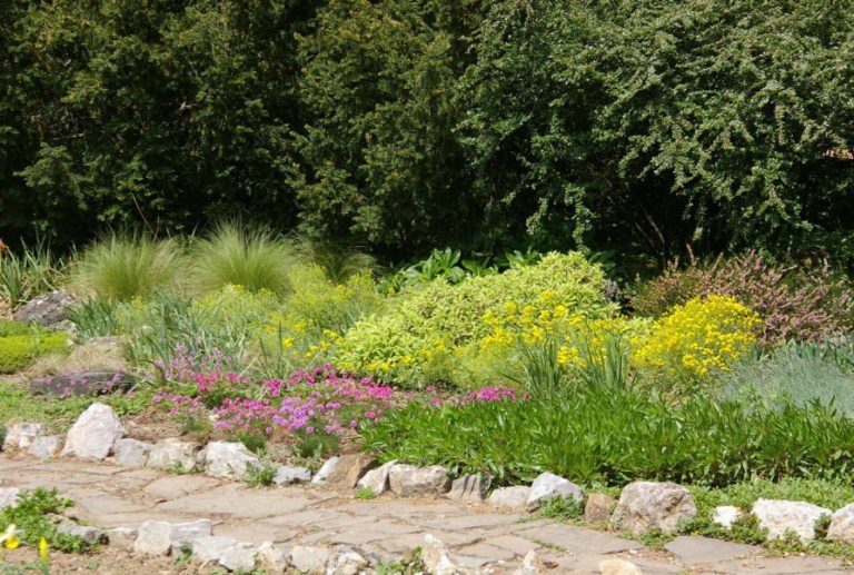 10 Plants for Dry Areas Best Landscape Ideas