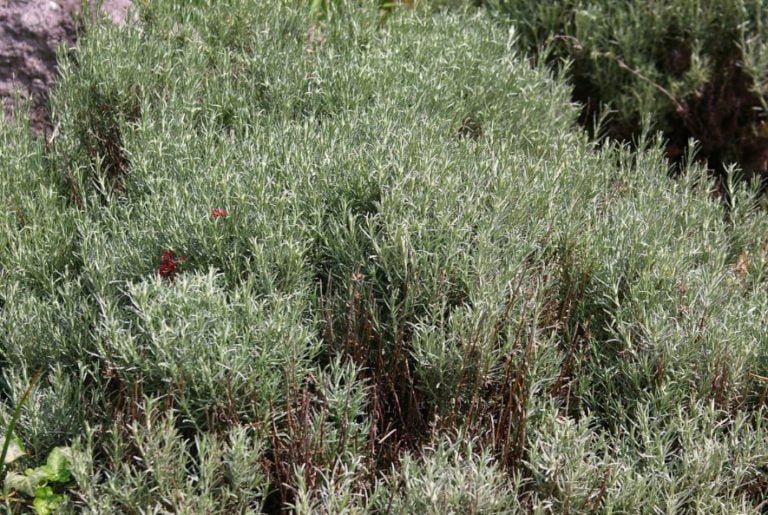 10 Plants for Dry Areas Best Landscape Ideas