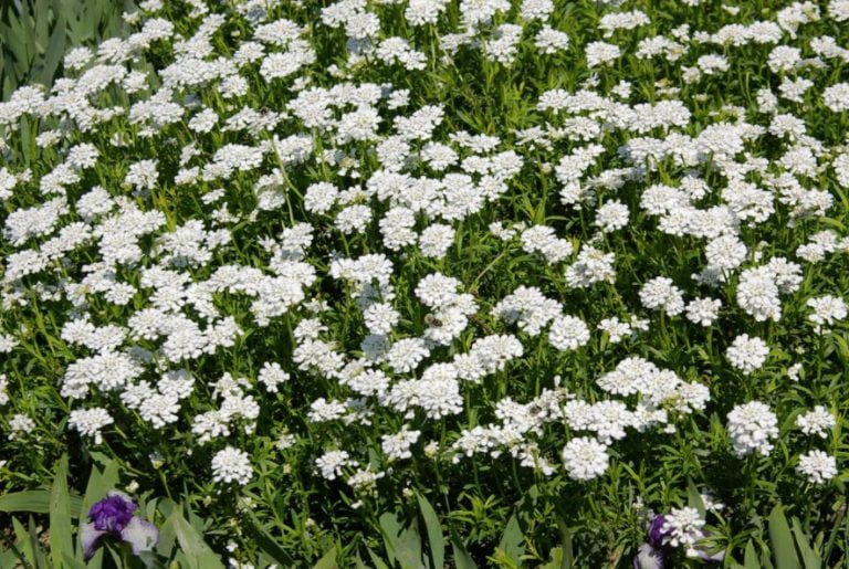 10 Plants for Dry Areas Best Landscape Ideas