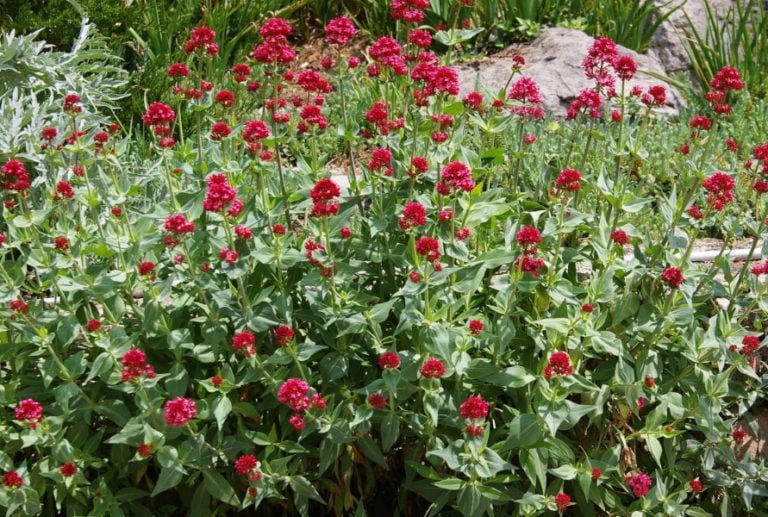 10 Plants for Dry Areas Best Landscape Ideas