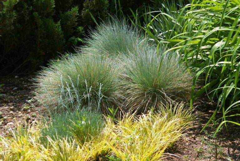 10 Plants for Dry Areas Best Landscape Ideas