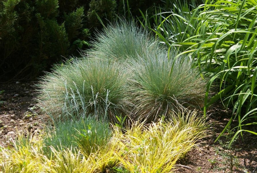 10 Plants for Dry Areas