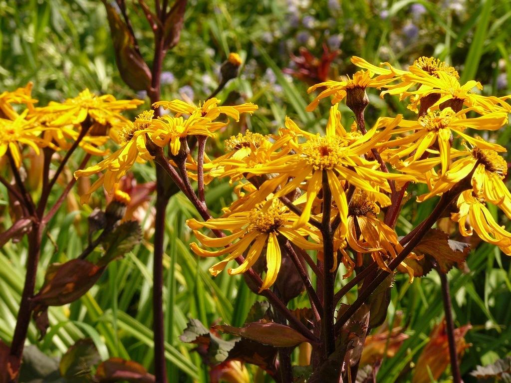 Ligularia - Fire Flower