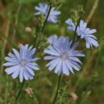Three Reasons to Plant Cichorium in the Country