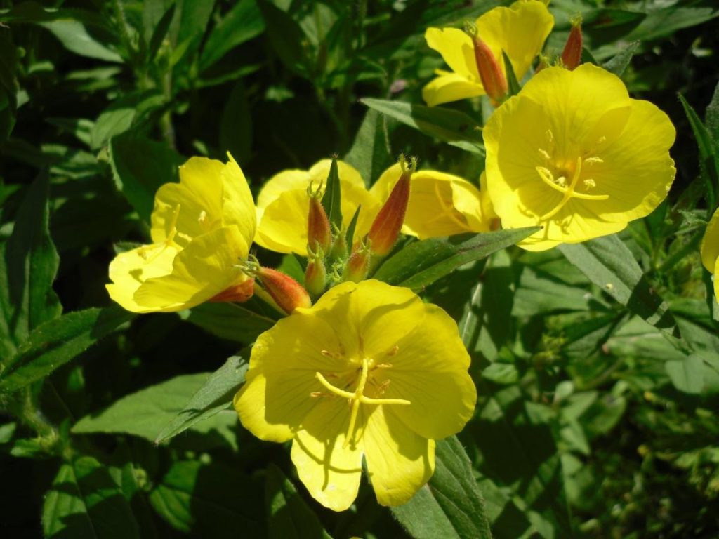 Evening-primrose – Mysterious and Contradictory