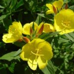 Evening-primrose – Mysterious and Contradictory