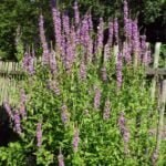 Flowering of the Loosestrife