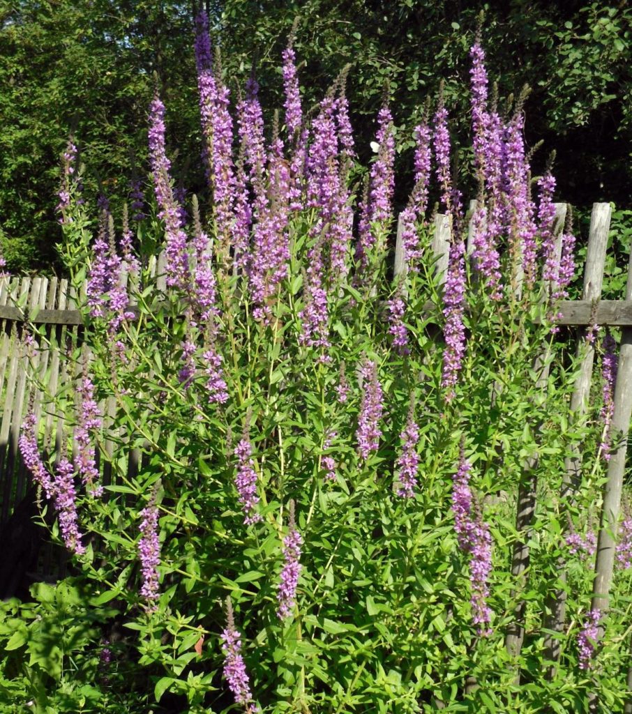 Flowering of the Loosestrife