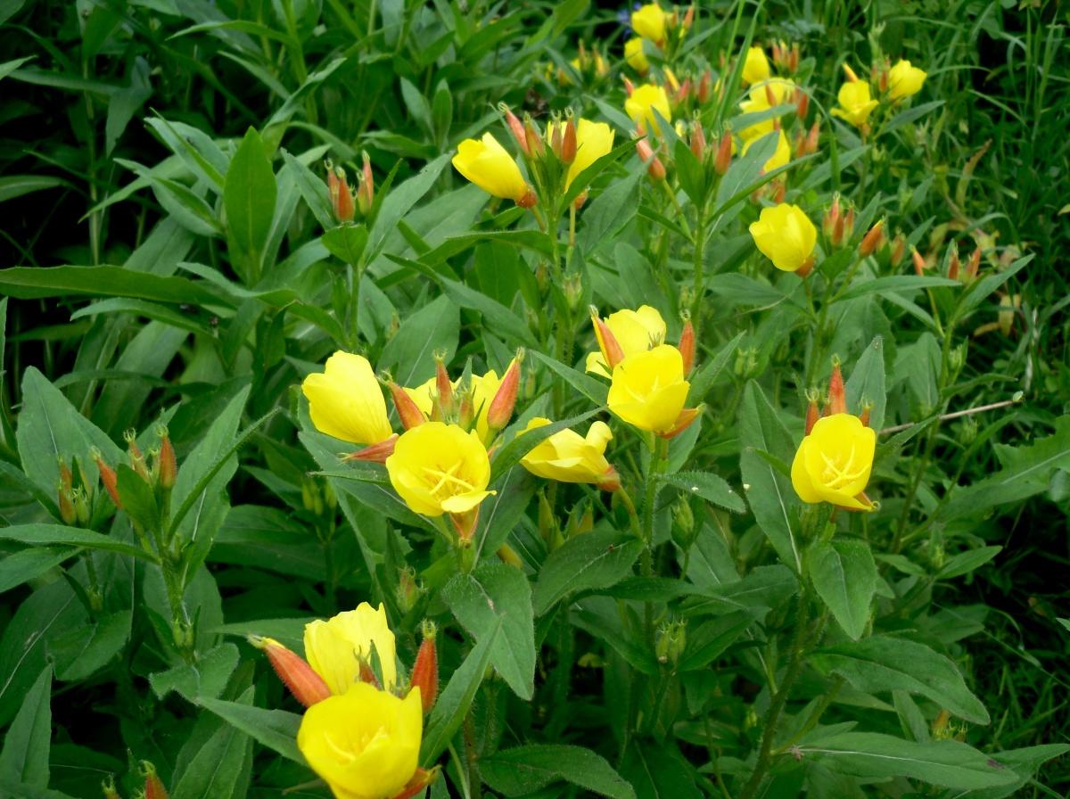 Evening-primrose - Mysterious and Contradictory