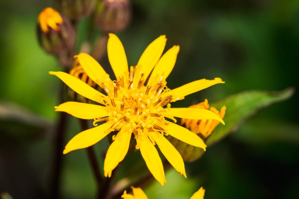 Ligularia – Fire Flower
