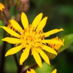 Ligularia – Fire Flower