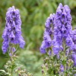 Aconite Will Decorate Your Garden
