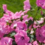 Beautiful Lavatera: Variety and Growing in the Garden