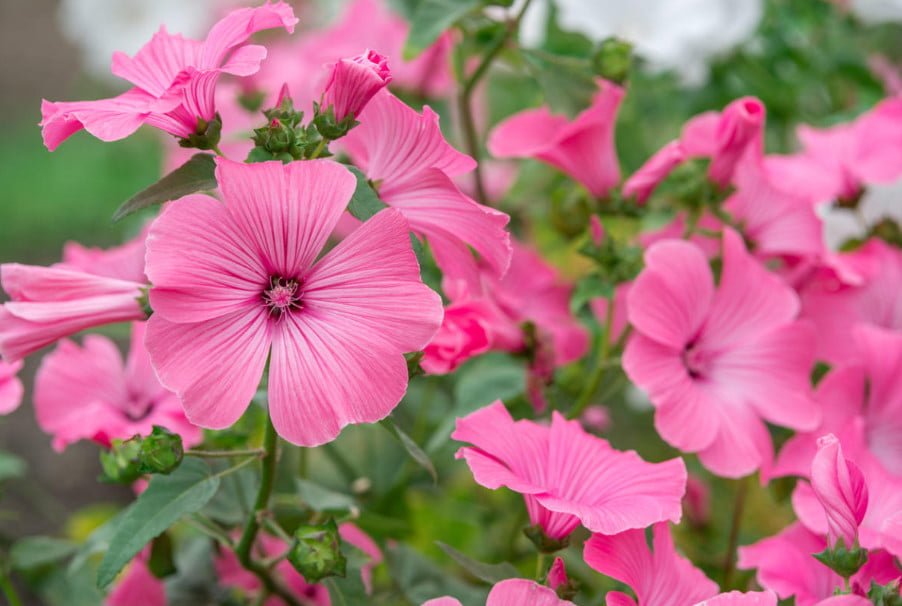 Beautiful Lavatera: Variety and Growing in the Garden