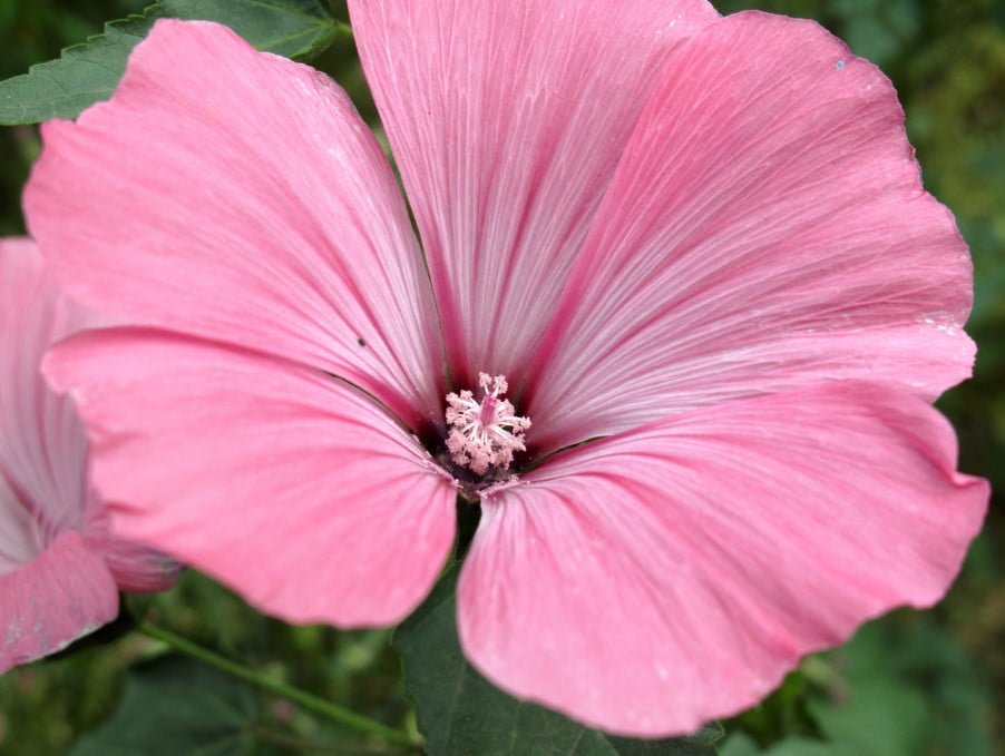 Beautiful Lavatera: Variety and Growing in the Garden
