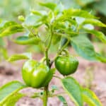 Bell Pepper: Moisture and Soil Requirements