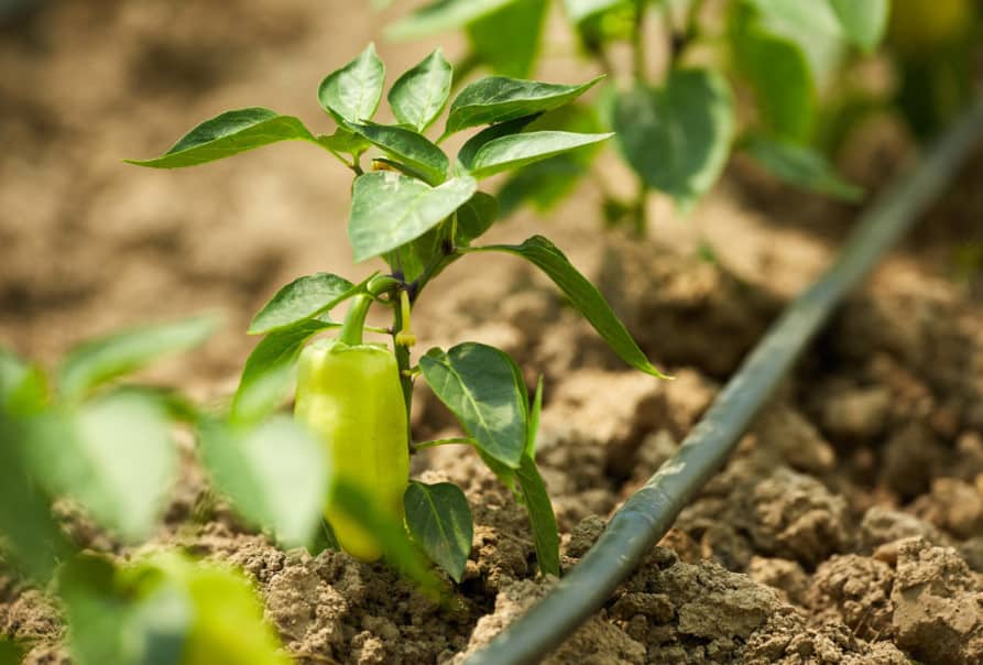 Bell Pepper: Moisture and Soil Requirements
