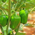 Bell Pepper: Requirements for Heat and Light