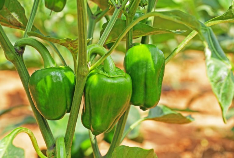 Bell Pepper Requirements for Heat and Light Best Landscape Ideas