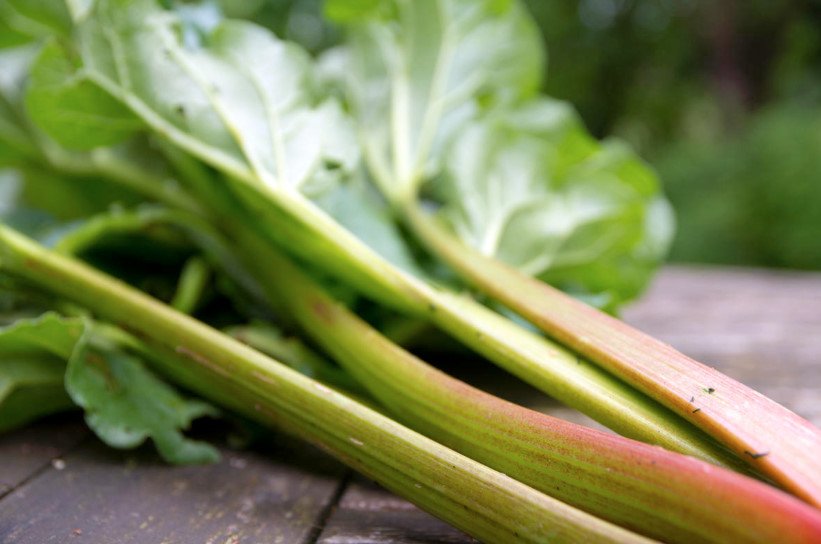 What is Useful and What is Harmful Rhubarb
