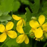 Chelidonium – a Weed and a Useful Plant