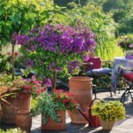 Children of the Sun From Southern Countries: Exotics in Containers