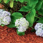 Cover and … Decorate: Materials for Mulching
